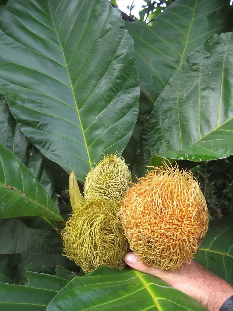 Pedalai Artocarpus Sericicarpus The Holy Grail Of Borneo Fruits Live